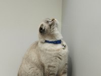 Dişi Scottish Fold Kedim Blue Point