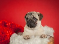 Pug mops köpekler rıfkılar