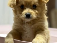 Maltipoo 3 Aylık Yavru