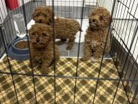 Toy Poodle Dişi Ve Erkek Teslime Hazır Yavrular