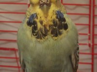 Dişi show jumbo muhabbet kuşu