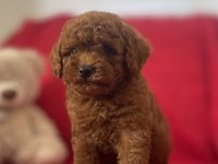Red Brown Toy Poodle Yavrular