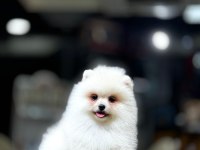 Orijinal pomeranian boo