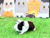 İzmirden ginepig 1 aylık