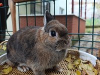 Hollanda Cüce Tavşan Anaç Takım 2+1 Yada 3+1