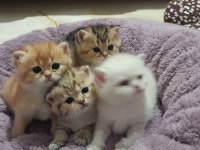 Yavru british shorthair kediler