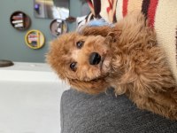 Toy Poodle Eğitimli 7.5 Aylık