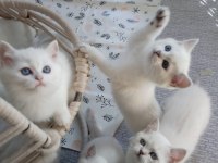 A Kalite British Shorthair Arayanlara