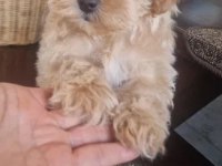 A kalite maltipoo bebekler