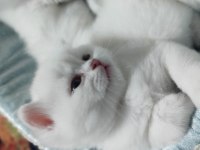 Kartopu Yavru Kediler Yeni Ailelerini Bekliyorlar