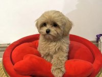 Sevgililer gününe özel harika maltipoo bebeklerimiz