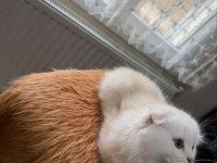 Scottish Fold Longhair Oyuncu Uysal