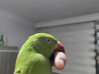 10 Aylık Erkek Pakistan Papağanı
