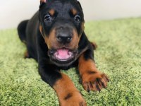 Irk garantili doberman yavruları