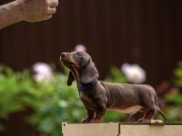 Dachshund Sosis Köpek Yavrularımız