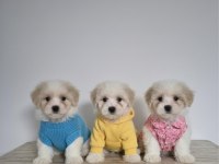 Hipoalerjenik Tüy Dökmeyen Maltipoo Bebekleri