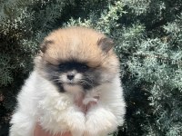 Muhteşem Pomeranian Renkler