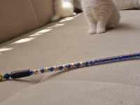 Kaliteli British Shorthair Kediler