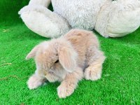 Hollanda Teddy Lop Tavşanlar