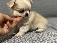 Safkan Kusursuz Yavrular Chihuahua Şivava