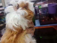 Prehistoricpets Garantisi İle Guinea Pig