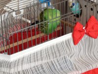 Jumbo Vasıflı Muhabbet Kuşu Takım Yavrulu