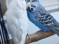 Şov jumbo çift muhabbet kuşu