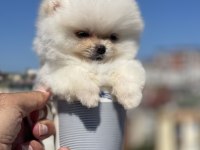 Tea cup ayı surat pomeranian boo yavru
