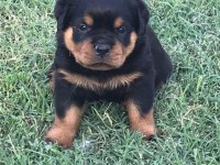 Safkan macar rottweiler 2 aylık yavru köpekler