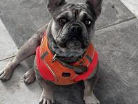 Egzotik merle french bulldog