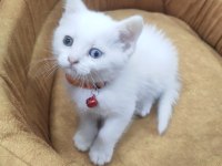 Odd Eyes British Shorthair Yavrumuz
