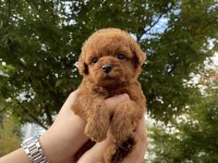 Sevimli toy poodle yavruları