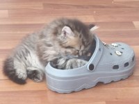 British Longhair Silver Tabby