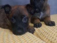 Bursadan malinois yavrular