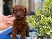 Safkan mini poodle yavrularım