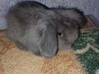 Teddy lop tavşanı yavrular