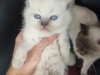 Blue Point Yavru Kedilerimiz