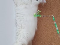 Safkan Anne Ve Babanın Wcf Onaylı British Longhair Yavruları