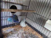 Hazır takım forpus papağanlarımız