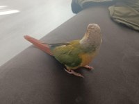 1.5 Yaşında El Besleme Konur