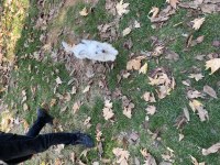 Daha Uygunu Maltipoo Yok