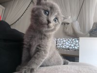 1 aylık dişi yavru kediler