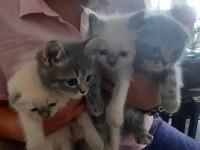 British ve scottish 4 yavru