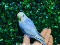 Çocuklar İçin Sağlıklı Tertemiz Muhabbet Kuşları