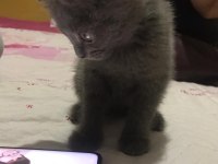 Scottish fold 0 numara erkek yavru