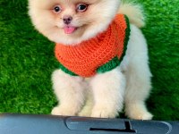 Orijinal pomeranian yavrumuz