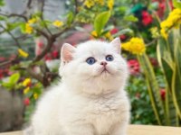 Muhteşem Güzellikte Topaç Kafa British Bebeklerim