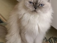 4 Yaşında, Kısırlaştırılmış, Dişi, Çipli, Chinchilla Kırması