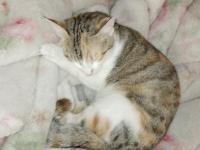 Kızımda alerji çıktı o yüzden kedimi vermek zorundayım