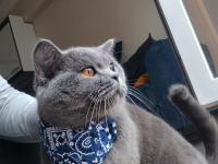 5-6 Aylık Dişi British Shorthair